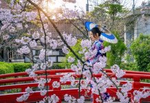 Taman Bunga di Jepang dengan Pemandangan Warna Warni Memukau Taman Bunga di Jepang dengan Pemandangan Warna Warni Memukau
