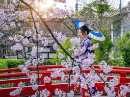 Taman Bunga di Jepang dengan Pemandangan Warna Warni Memukau Taman Bunga di Jepang dengan Pemandangan Warna Warni Memukau