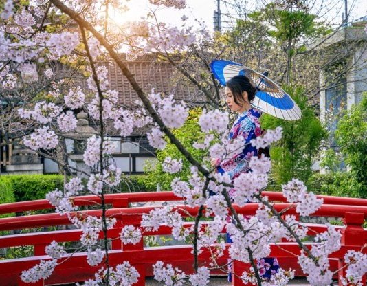 Taman Bunga di Jepang dengan Pemandangan Warna Warni Memukau Taman Bunga di Jepang dengan Pemandangan Warna Warni Memukau